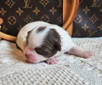 Louis, a male Chinese Crested for sale in Greensboro, NC – 1 of 3