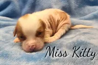 Miss Kitty, a female Chihuahua and Chinese Crested for sale in Greensboro, NC – Photo 1 of 4
