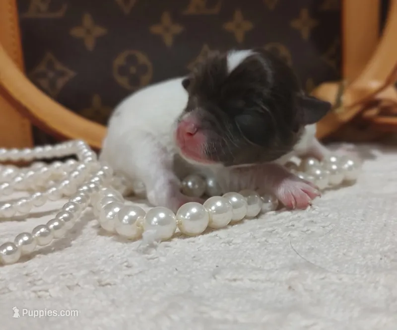 Buddha Bear 🐻  – Chihuahua puppy for sale in Greensboro, NC