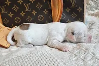Spot, a male Chihuahua and Chinese Crested for sale in Greensboro, NC – 3 of 3