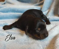 Elsa, a female Miniature Dachshund for sale in Greensboro, NC – 3 of 6