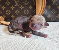Spice, a female Chihuahua and Chinese Crested for sale in Greensboro, NC – 2 of 5