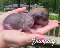 Dumping , a male Chihuahua and Chinese Crested for sale in Greensboro, NC – 2 of 5