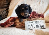 Elsa, a female Miniature Dachshund for sale in Greensboro, NC – 3 of 6