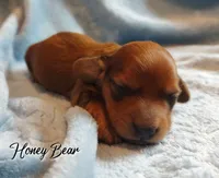 Honey Bear , a male Miniature Dachshund for sale in Greensboro, NC – 2 of 5