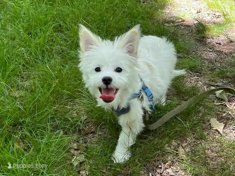 Buffy  – Chihuahua, Chinese Crested puppy for sale in Greensboro, NC