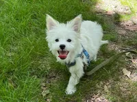 Buffy , a female Chihuahua and Chinese Crested for sale in Greensboro, NC – 5 of 5