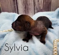 Sylvia, a female Chihuahua and Chinese Crested for sale in Greensboro, NC – Photo 5 of 6