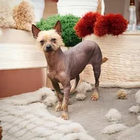 Sylvia, a female Chihuahua and Chinese Crested for sale in Greensboro, NC – Photo 3 of 6