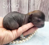 Sylvia, a female Chihuahua and Chinese Crested for sale in Greensboro, NC – Photo 6 of 6