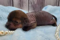 Sylvia, a female Chihuahua and Chinese Crested for sale in Greensboro, NC – Photo 2 of 6