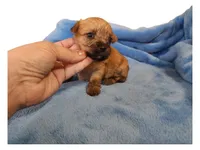 Mahogany, a female Chihuahua and Chinese Crested for sale in Greensboro, NC – Photo 1 of 2