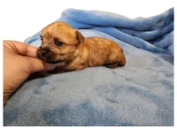 Mahogany, a female Chihuahua and Chinese Crested for sale in Greensboro, NC – Photo 2 of 2