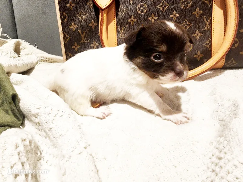 Buddha Bear 🐻  – Chihuahua puppy for sale in Greensboro, NC