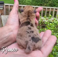 Romeo., a male Chihuahua and Chinese Crested for sale in Greensboro, NC – 2 of 5