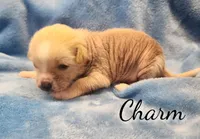 Charm, a female Chihuahua and Chinese Crested for sale in Greensboro, NC – Photo 3 of 5