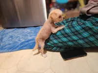 Charm , a female Chihuahua and Chinese Crested for sale in Greensboro, NC – Photo 1 of 2