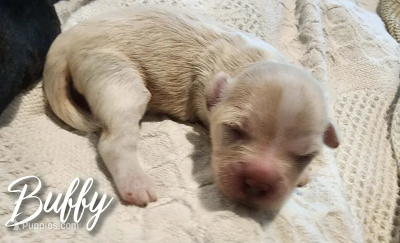 Buffy  – Chihuahua, Chinese Crested puppy for sale in Greensboro, NC