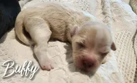 Buffy , a female Chihuahua and Chinese Crested for sale in Greensboro, NC – 5 of 8