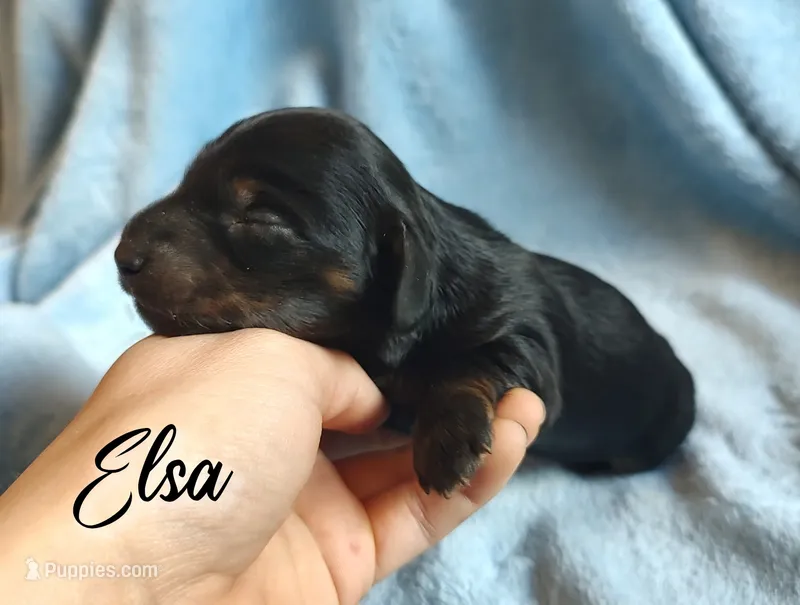 Elsa – Miniature Dachshund puppy for sale in Greensboro, NC