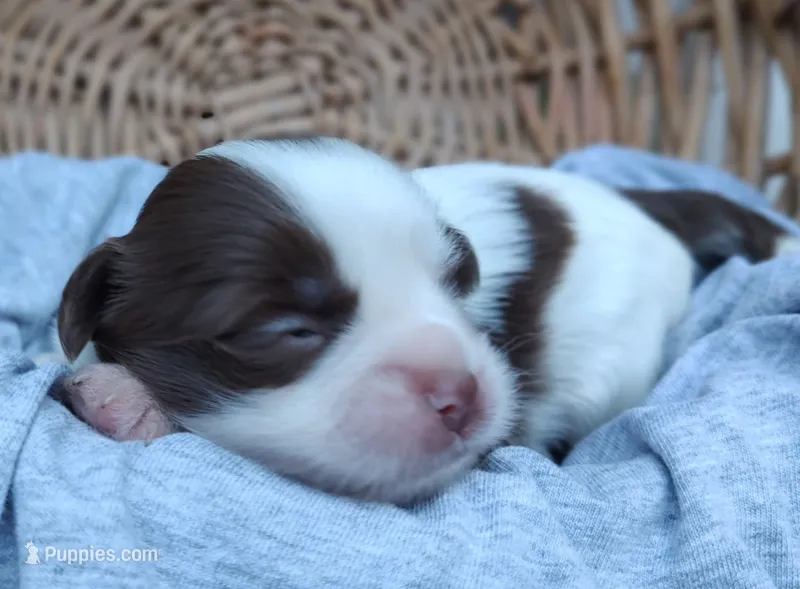 Louis – Chinese Crested puppy for sale in Greensboro, NC