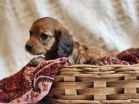 Honey Bear , a male Miniature Dachshund for sale in Greensboro, NC – 2 of 9