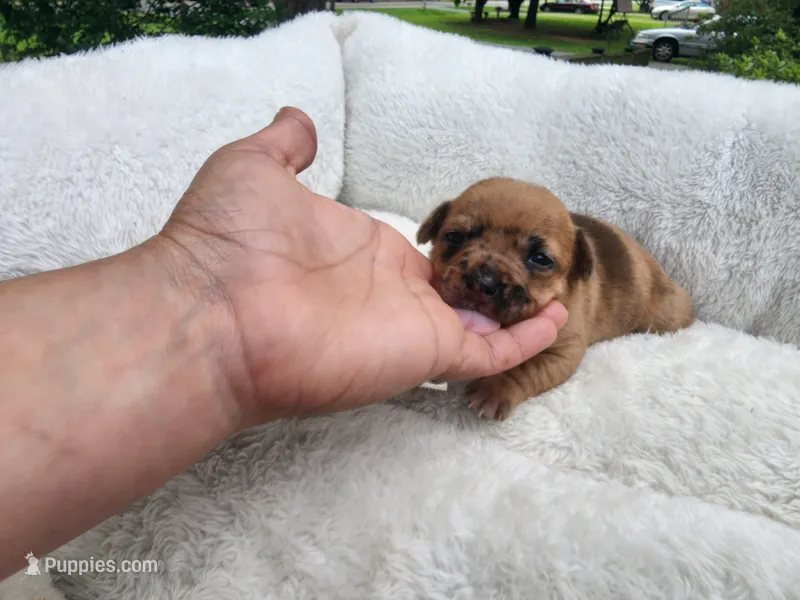 Romeo. – Chihuahua, Chinese Crested puppy for sale in Greensboro, NC