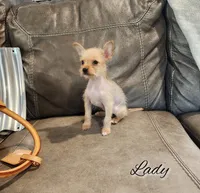 Lady is elegant, a female Chihuahua and Chinese Crested for sale in Greensboro, NC – 3 of 3