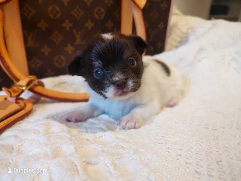 Buddha Bear 🐻  – Chihuahua puppy for sale in Greensboro, NC