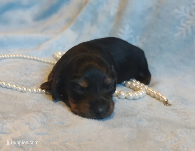 Elsa – Miniature Dachshund puppy for sale in Greensboro, NC