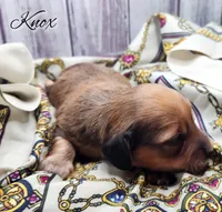 Knox, a male Miniature Dachshund for sale in Greensboro, NC – 2 of 3