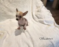 Musketeer hairless, a male Chihuahua and Chinese Crested for sale in Greensboro, NC – 2 of 3