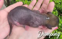 Dumping , a male Chihuahua and Chinese Crested for sale in Greensboro, NC – 3 of 5