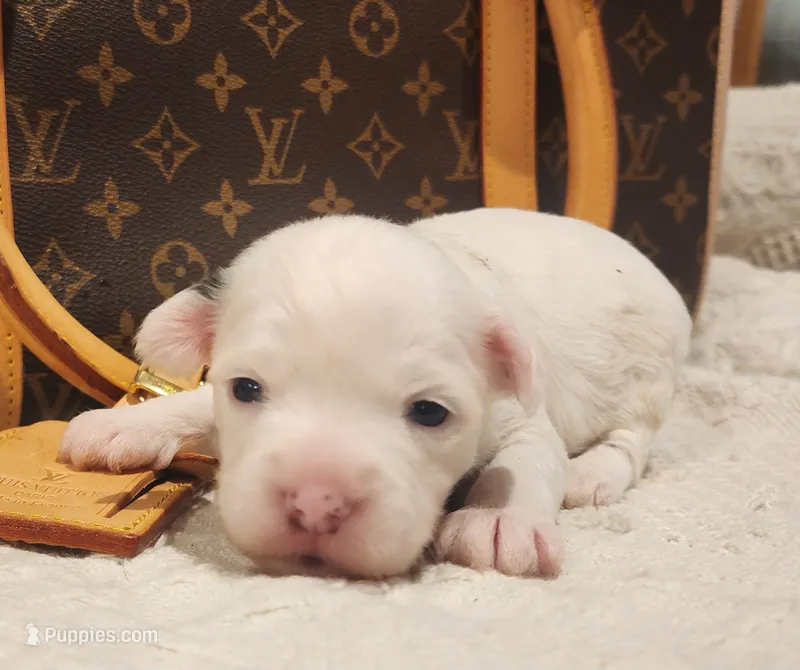 Spot – Chihuahua, Chinese Crested puppy for sale in Greensboro, NC