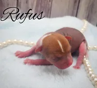 Rufus, a male Chihuahua and Chinese Crested for sale in Greensboro, NC – Photo 2 of 4