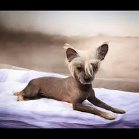 Rufus, a male Chihuahua and Chinese Crested for sale in Greensboro, NC – Photo 3 of 4