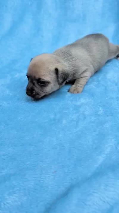 Savannah, a female Chinese Crested for sale in Greensboro, NC – 8 of 8