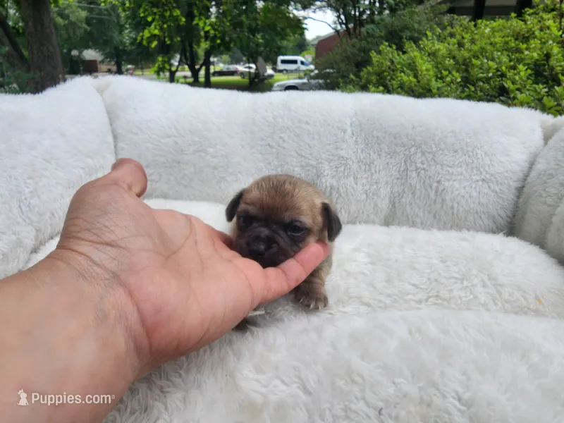 Savannah – Chinese Crested puppy for sale in Greensboro, NC