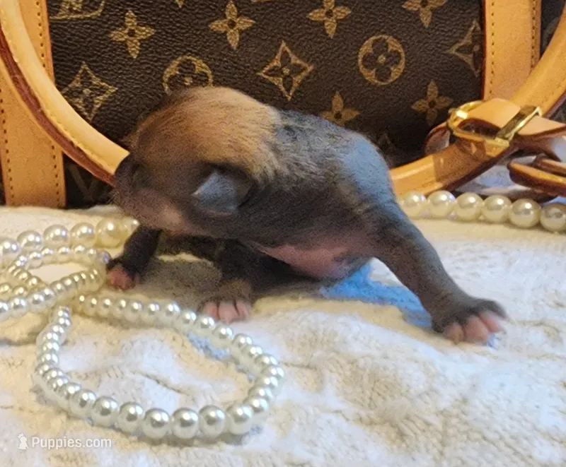 Chio – Chihuahua, Chinese Crested puppy for sale in Greensboro, NC