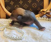 Chio, a male Chihuahua and Chinese Crested for sale in Greensboro, NC – 1 of 6