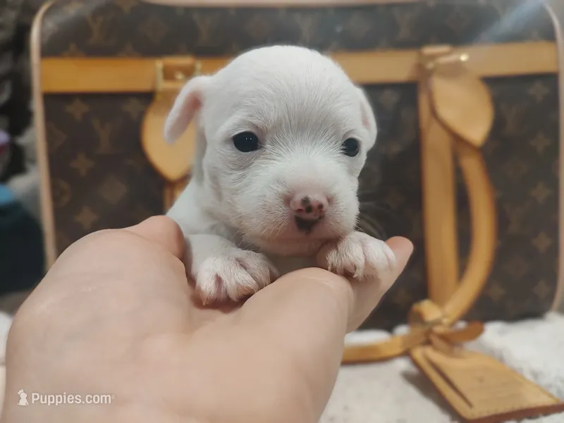 Ice  – Chihuahua, Chinese Crested puppy for sale in Greensboro, NC