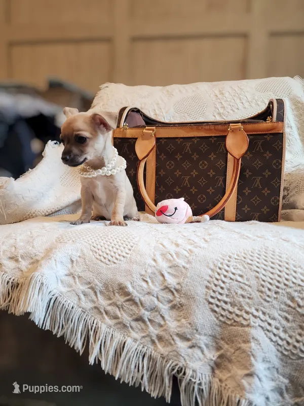 Savannah – Chinese Crested puppy for sale in Greensboro, NC