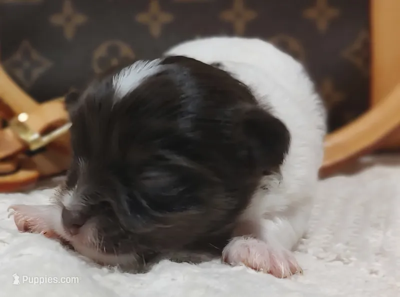 Buddha Bear 🐻  – Chihuahua puppy for sale in Greensboro, NC