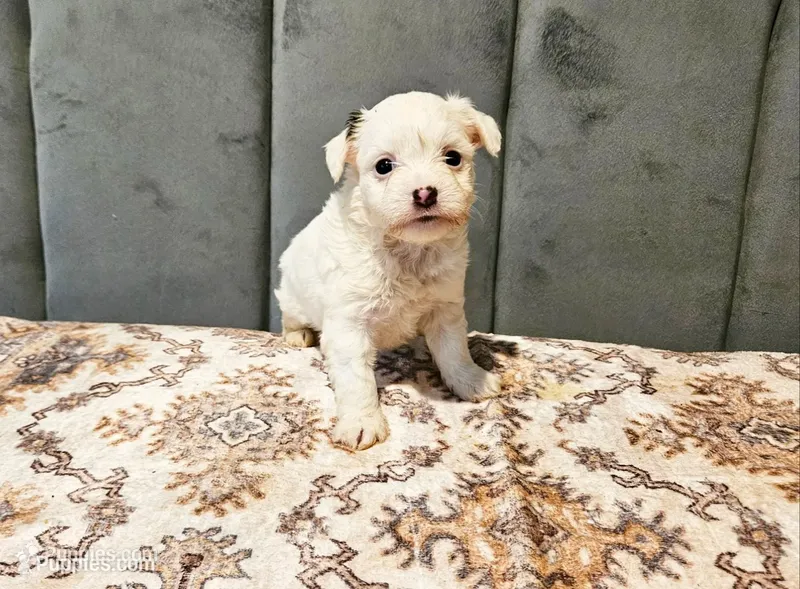 Spot – Chihuahua, Chinese Crested puppy for sale in Greensboro, NC