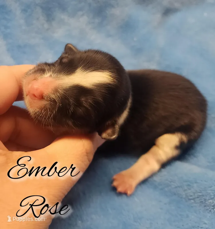 🤎 “Ember Rose” – Chocolate Fluffy  Pembroke Welsh Corgi Female 🤎