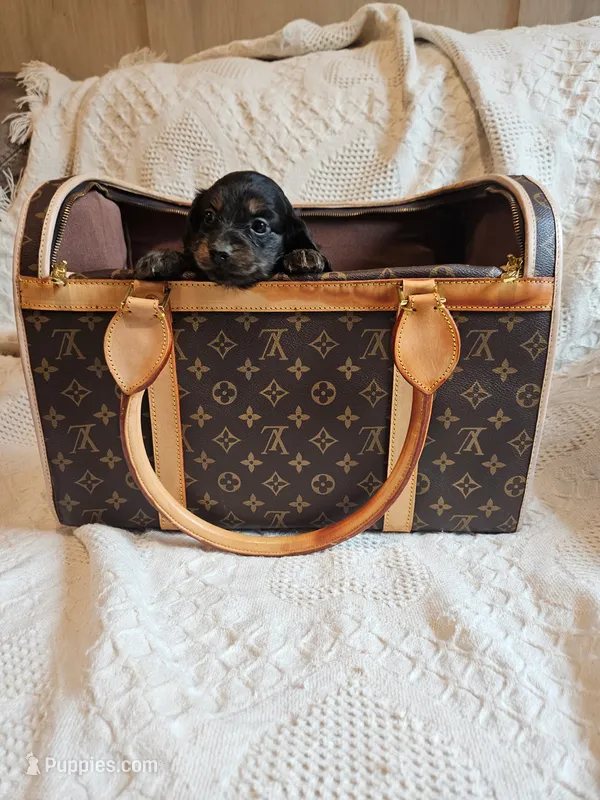 Elsa – Miniature Dachshund puppy for sale in Greensboro, NC