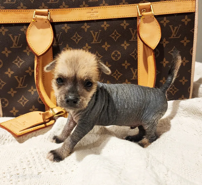 Chio – Chihuahua, Chinese Crested puppy for sale in Greensboro, NC