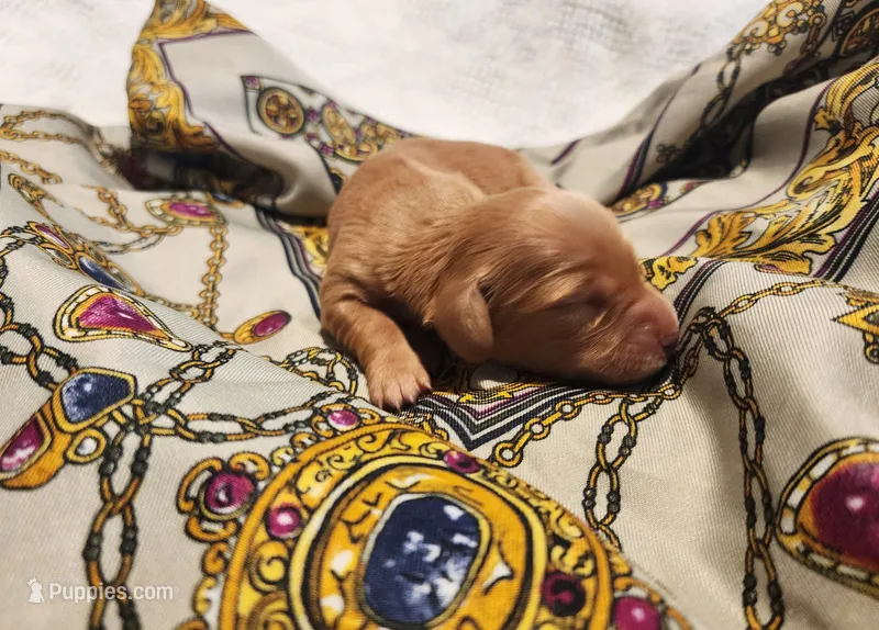 Honey – Miniature Dachshund puppy for sale in Greensboro, NC