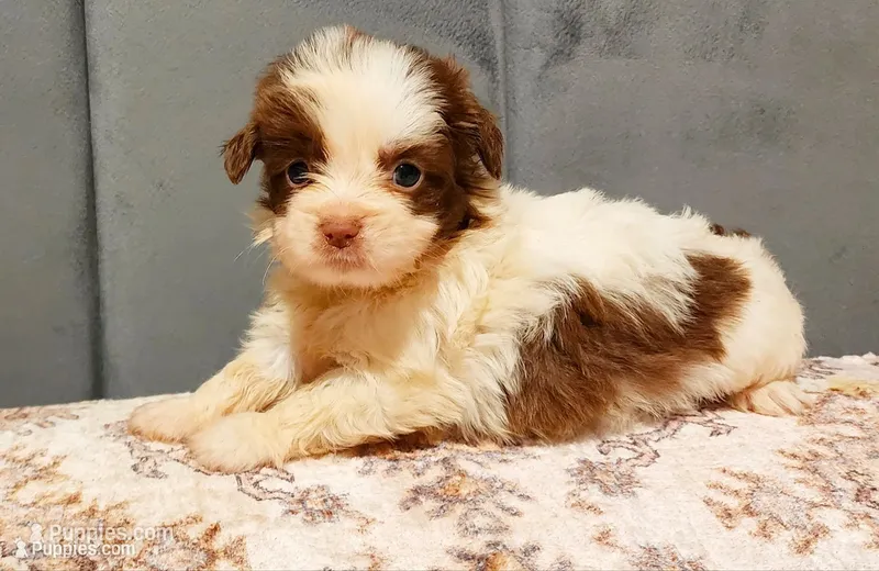 Louis – Chinese Crested puppy for sale in Greensboro, NC