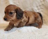 Honey Bear , a male Miniature Dachshund for sale in Greensboro, NC – 4 of 9